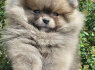 Pomeranijos špicas BOO meškiuko tipas (3)