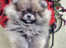Pomeranijos špicas BOO meškiuko tipas (4)