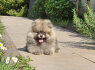 Pomeranijos špicas BOO meškiuko tipas (5)
