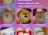 Pomeranijos veislės veislynas parduodamas