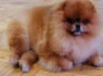 Pomeranijos veislės veislynas parduodamas (3)