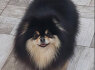 Pomeranijos veislės veislynas parduodamas (4)