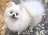 Pomeranijos veislės veislynas parduodamas (6)