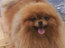 Pomeranijos veislės veislynas parduodamas (7)