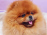 Pomeranijos veislės veislynas parduodamas (8)