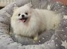 Pomeranijos veislės veislynas parduodamas (9)