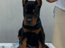 Dobermanas Parduodami šuniukai