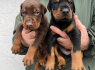 Dobermanas Parduodami šuniukai (2)