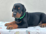 Dobermanas Parduodami šuniukai (3)