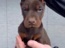 Dobermanas Parduodami šuniukai (4)