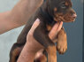 Dobermanas Parduodami šuniukai (5)