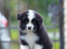Border Collie Nuostabūs šuniukai (1)