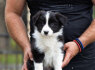 Border Collie Nuostabūs šuniukai (10)