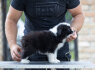 Border Collie Nuostabūs šuniukai (2)