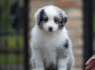 Border Collie Nuostabūs šuniukai (5)