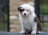 Border Collie Nuostabūs šuniukai (7)