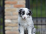 Border Collie Nuostabūs šuniukai (9)