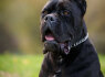 Cane Corso patinas parduodamas (1)