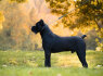 Cane Corso patinas parduodamas (3)