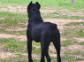 Cane Corso patinas parduodamas (4)
