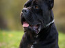 Cane Corso patinas parduodamas (5)