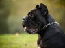 Cane Corso patinas parduodamas (6)