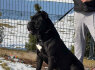 Cane Corso patinas parduodamas (7)