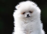 Pomeranijos Boo nuostabūs šuniukai