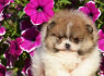 Pomeranijos Boo nuostabūs šuniukai (2)