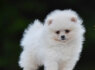 Pomeranijos Boo nuostabūs šuniukai (3)
