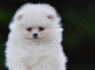 Pomeranijos Boo nuostabūs šuniukai (4)