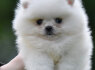 Pomeranijos Boo nuostabūs šuniukai (5)