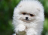 Pomeranijos Boo nuostabūs šuniukai (6)