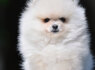 Pomeranijos Boo nuostabūs šuniukai (7)