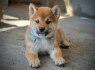 Shiba Inu Gražūs šuniukai (1)