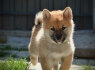 Shiba Inu Gražūs šuniukai (2)