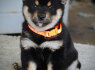 Shiba Inu Gražūs šuniukai (3)