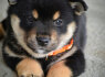 Shiba Inu Gražūs šuniukai (4)