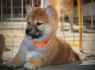 Shiba Inu Gražūs šuniukai (5)