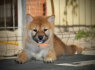Shiba Inu Gražūs šuniukai (6)
