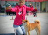 Shiba Inu Gražūs šuniukai (7)