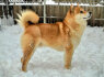 Shiba Inu Gražūs šuniukai (8)