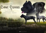 Cane Corso gražūs šuniukai (1)