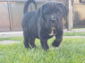 Cane Corso gražūs šuniukai (2)