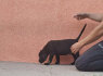 Cane Corso gražūs šuniukai (3)