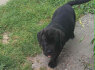 Cane Corso gražūs šuniukai (4)