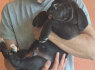 Cane Corso gražūs šuniukai (5)