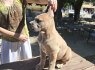 Cane Corso Gražūs Formentino spalvos patinukai pardavimui (2)