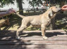 Cane Corso Gražūs Formentino spalvos patinukai pardavimui (3)