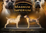 Cane Corso Gražūs Formentino spalvos patinukai pardavimui (4)